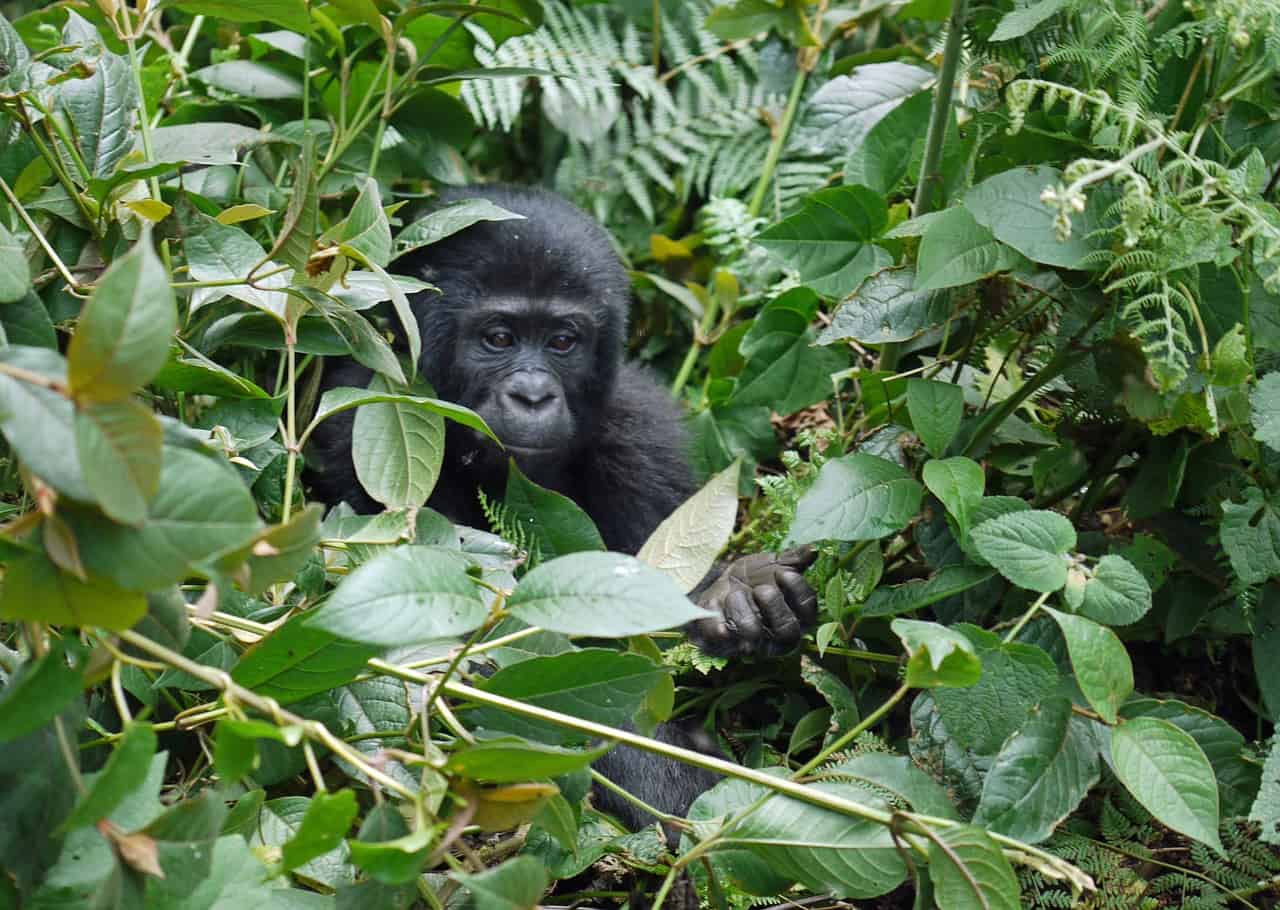 Gorilla-Habituation-in-Bwindi-Forest-National-Park