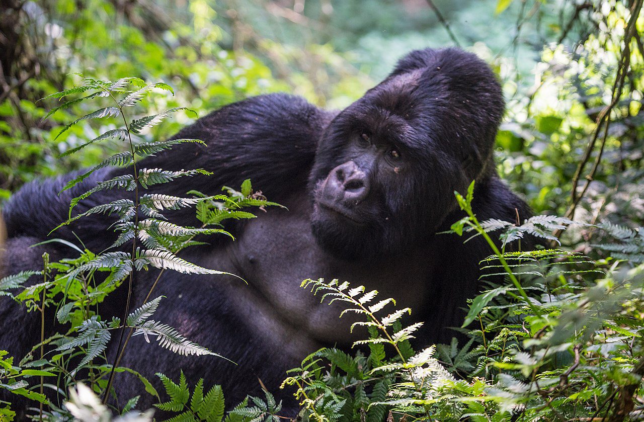 _Gorilla_National_Park_Uganda_31467109861