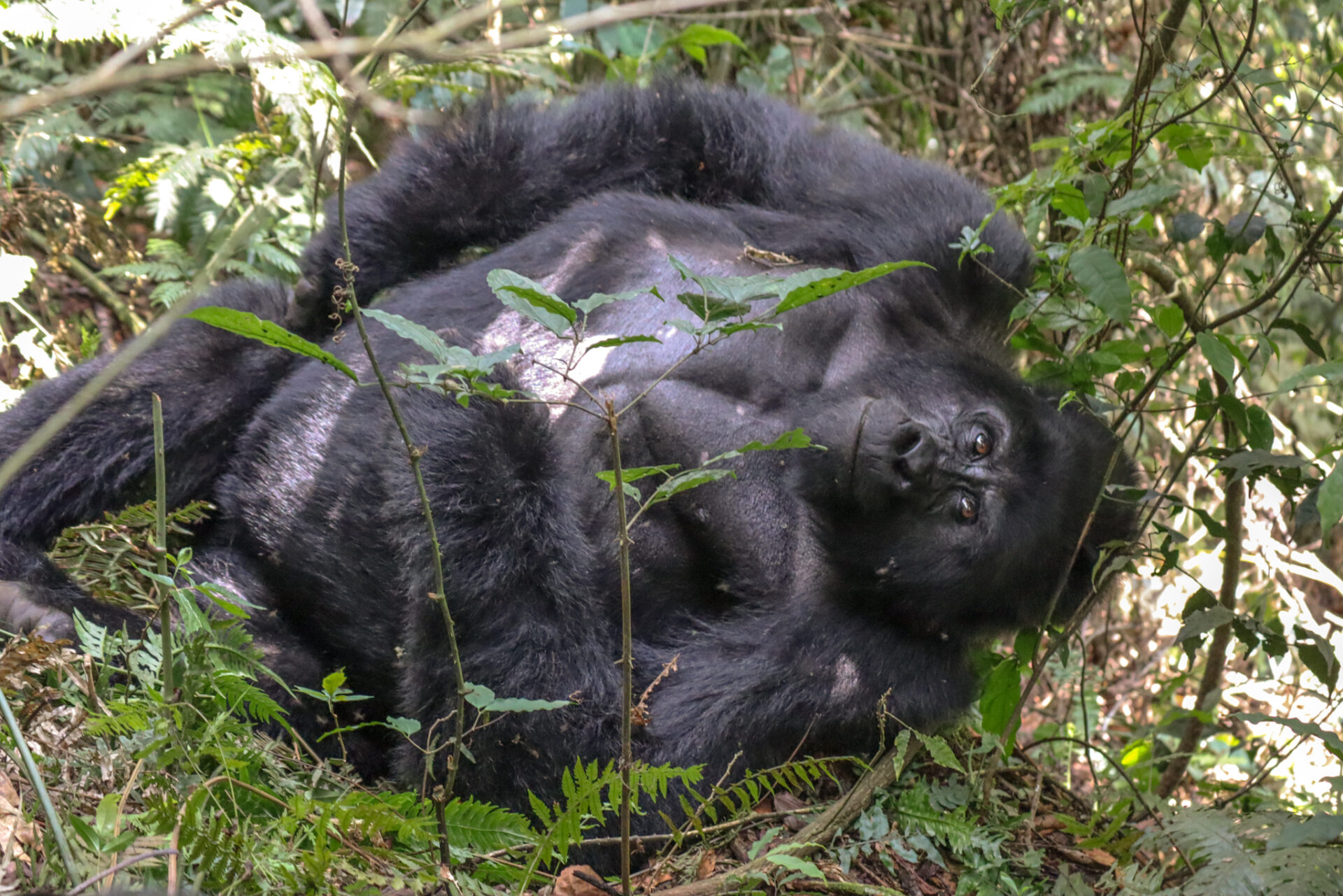 How South Africans Can Meet the Mountain Gorillas