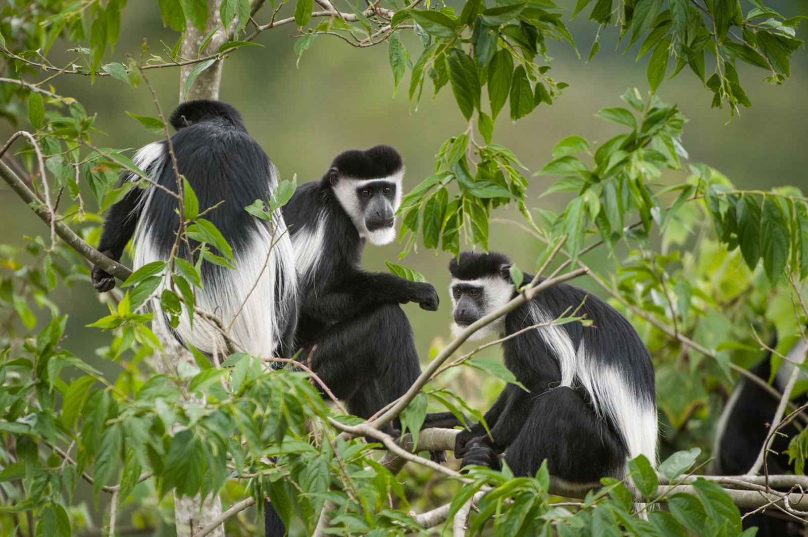 black_and_white_colobus_monkeys