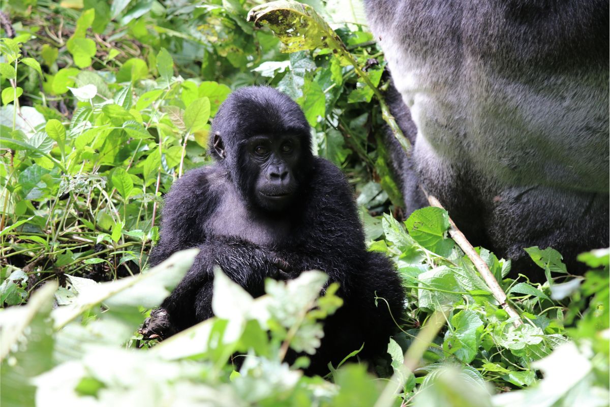 ganda-Gorillas-and-the-Semliki-Valley