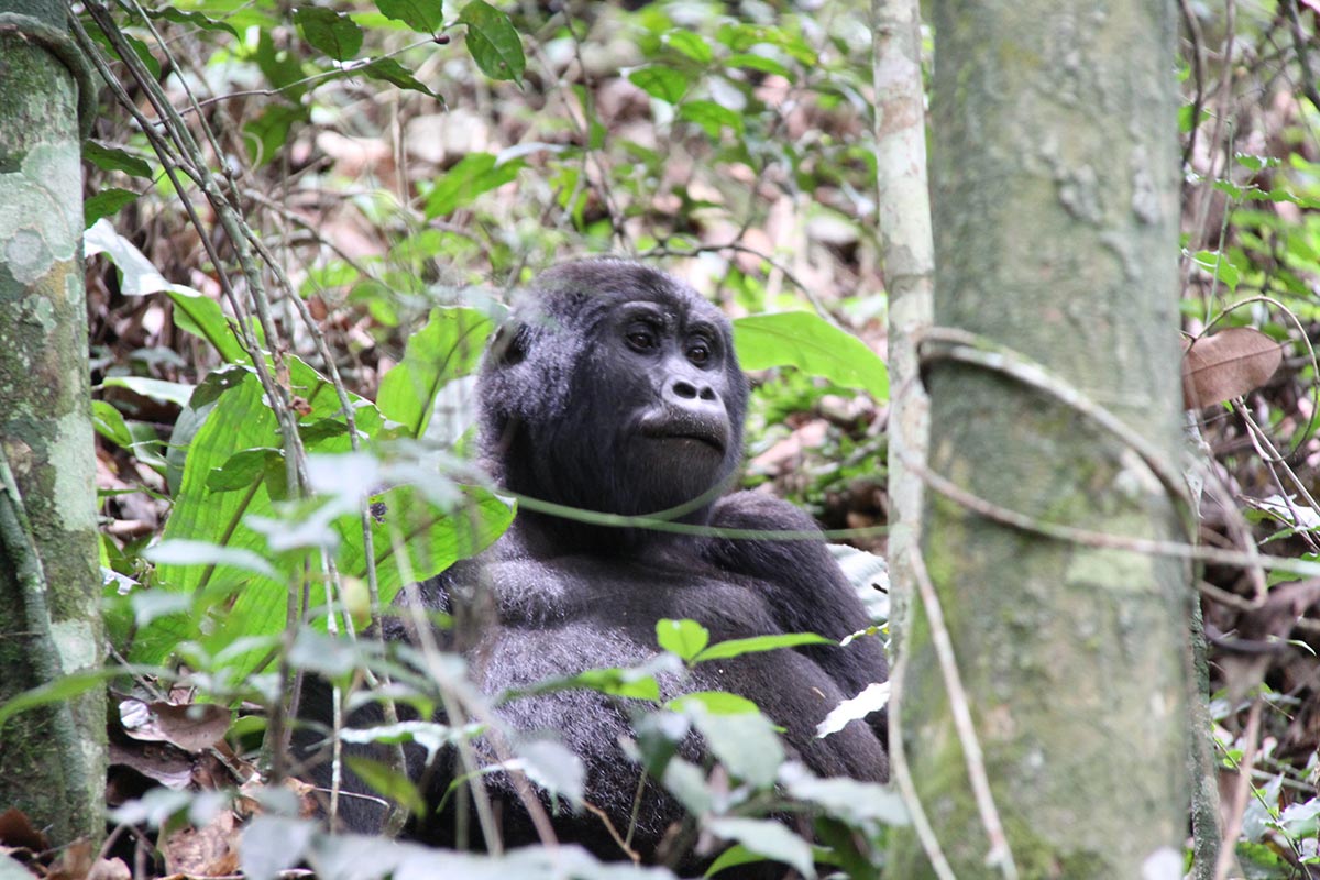gorilla-chilling-in-bwindi-forest-park