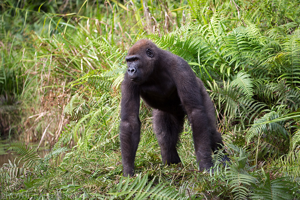 38774289291_3bb3fd8719_b