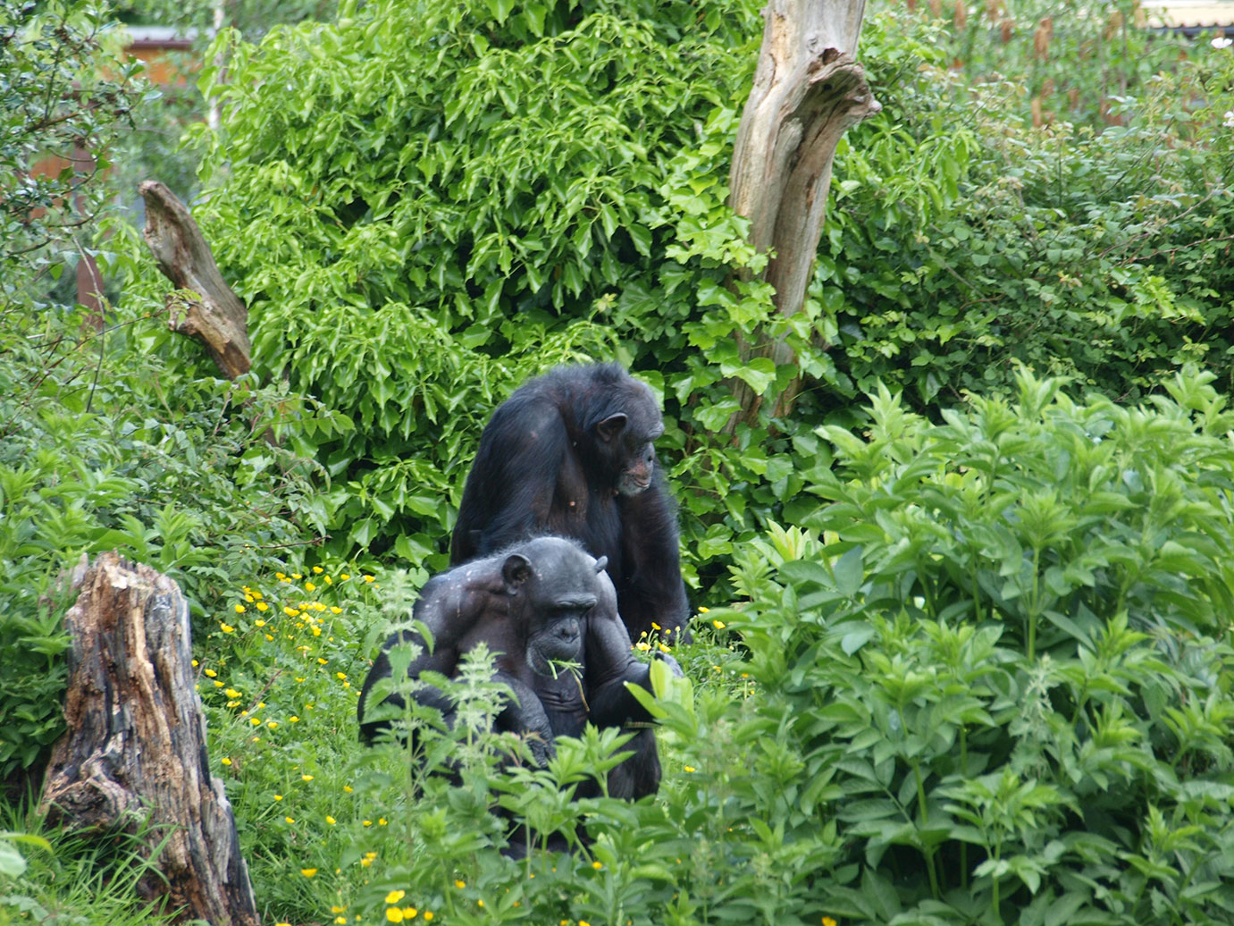 Gorillas-and-Chimps-