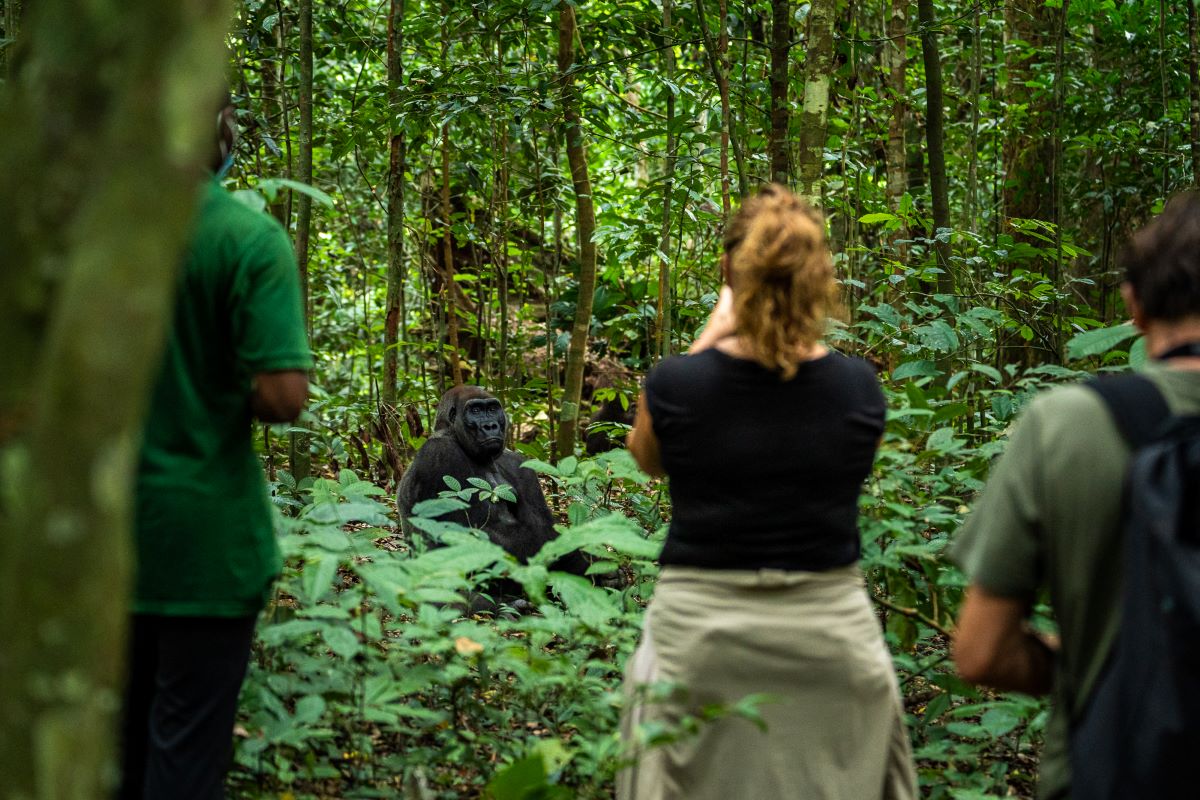 IMAGE-25.-Western-Lowland-gorilla-trekking-Loango-National-Park-G