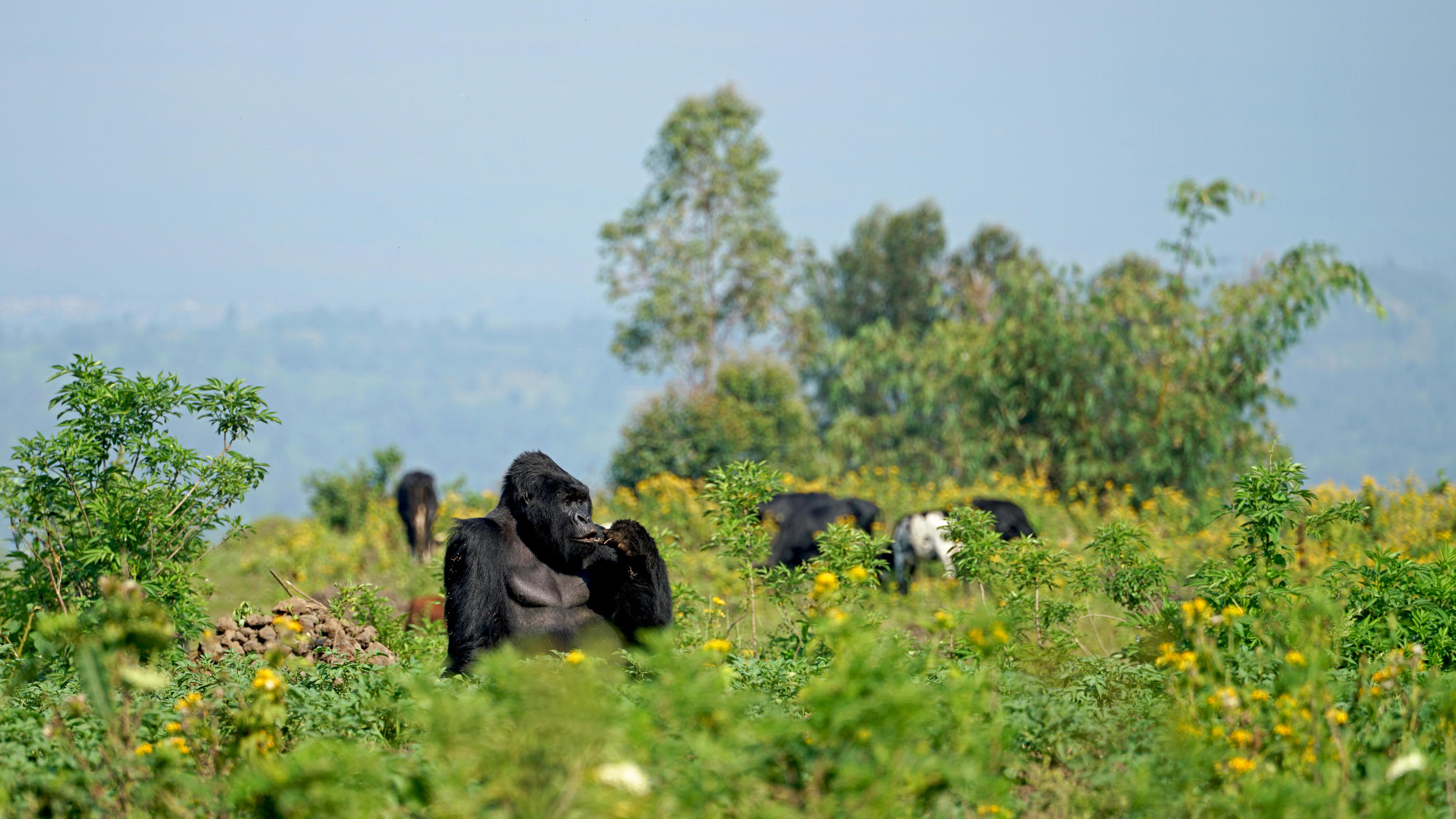subordinate younger male silverback on a field