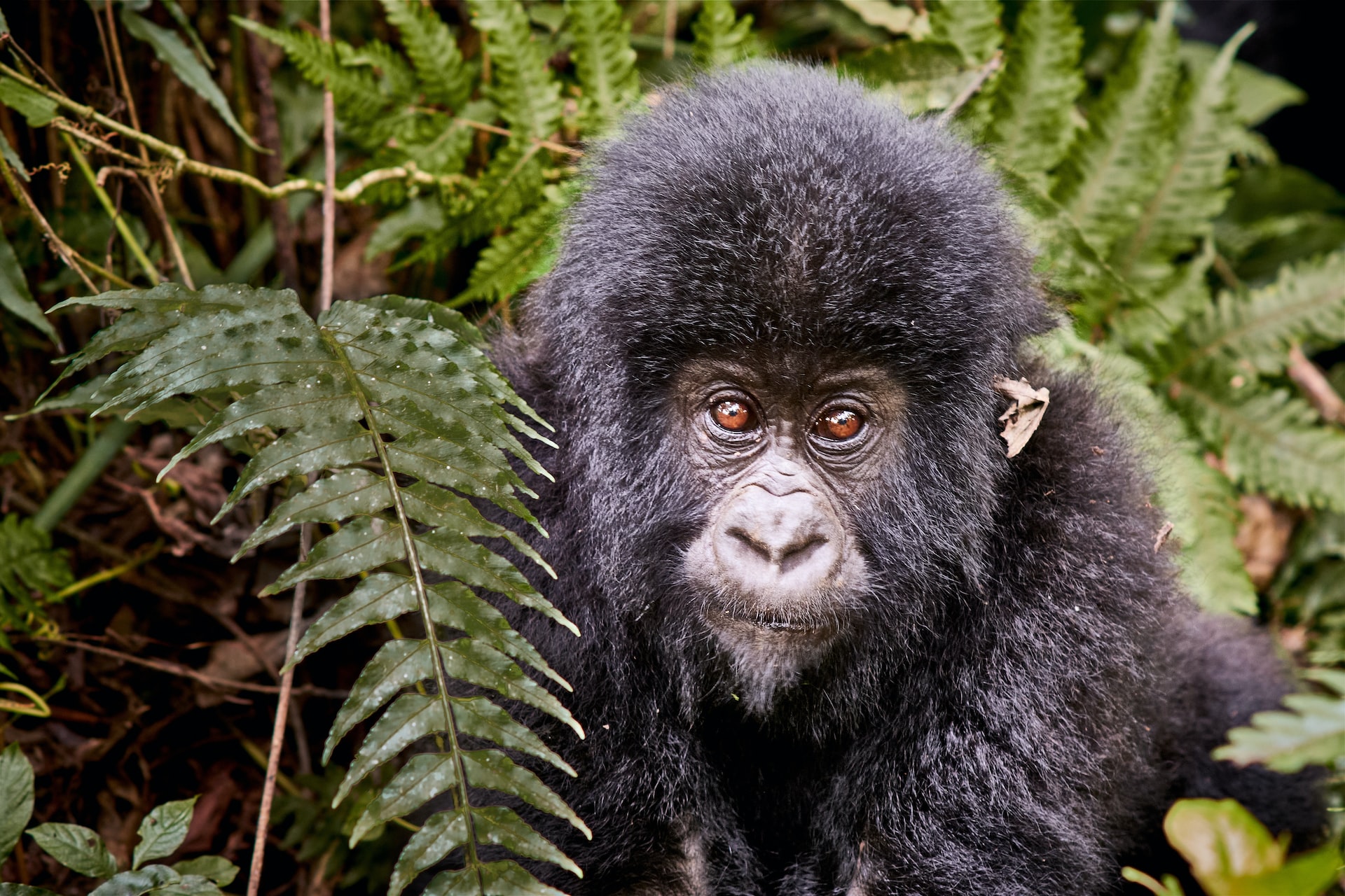 -Virunga-Gorillas-Trekking-Adventure-Tour-in-DR-Congo