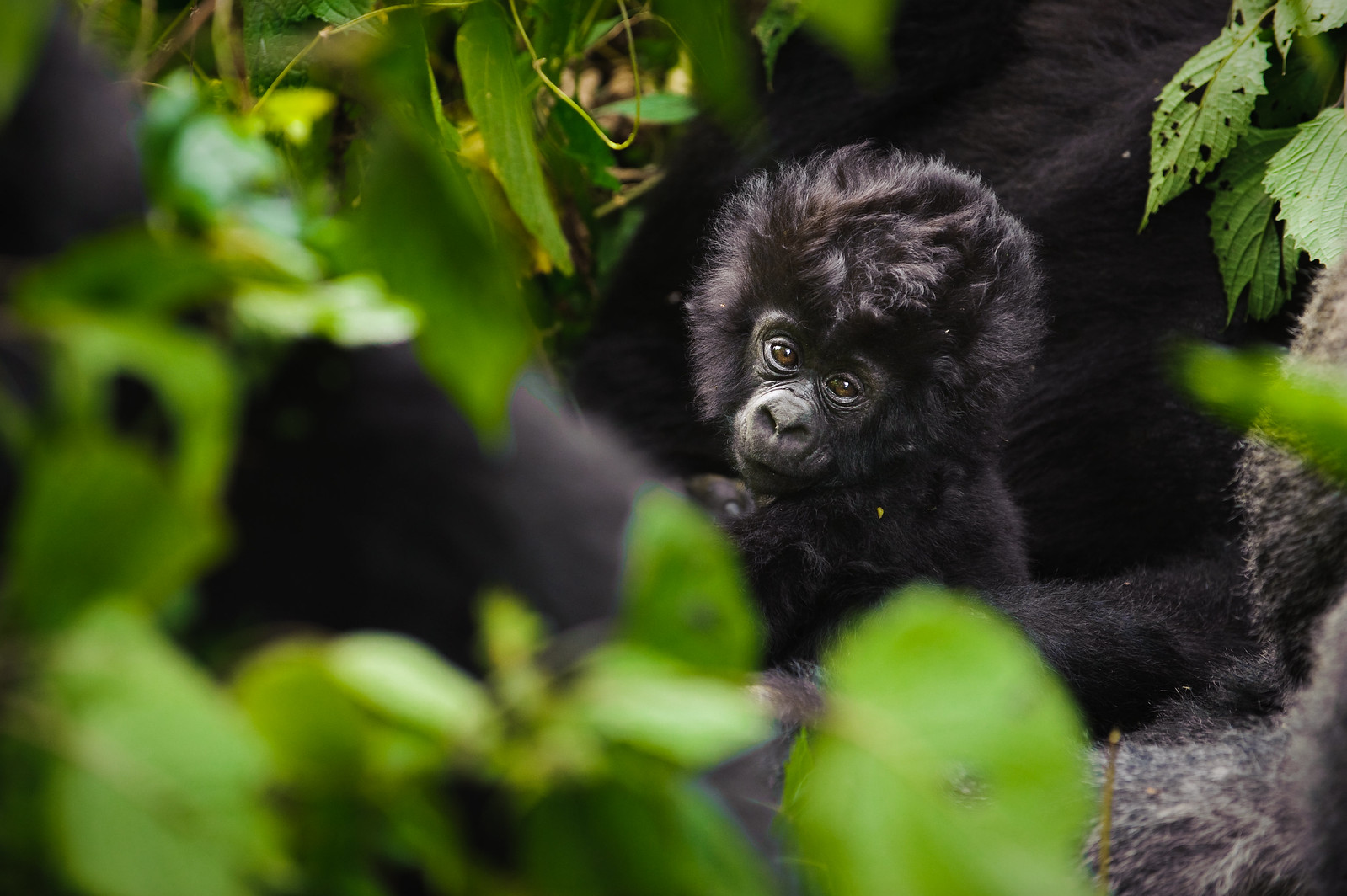 Virunga-National-park