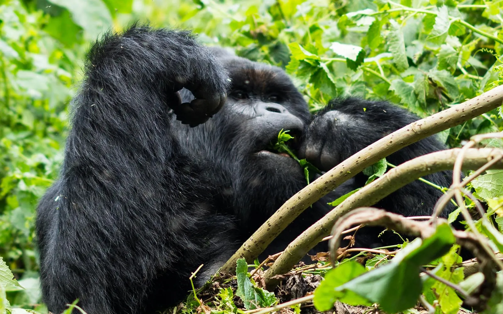 congo-virunga-gorilla-trekking