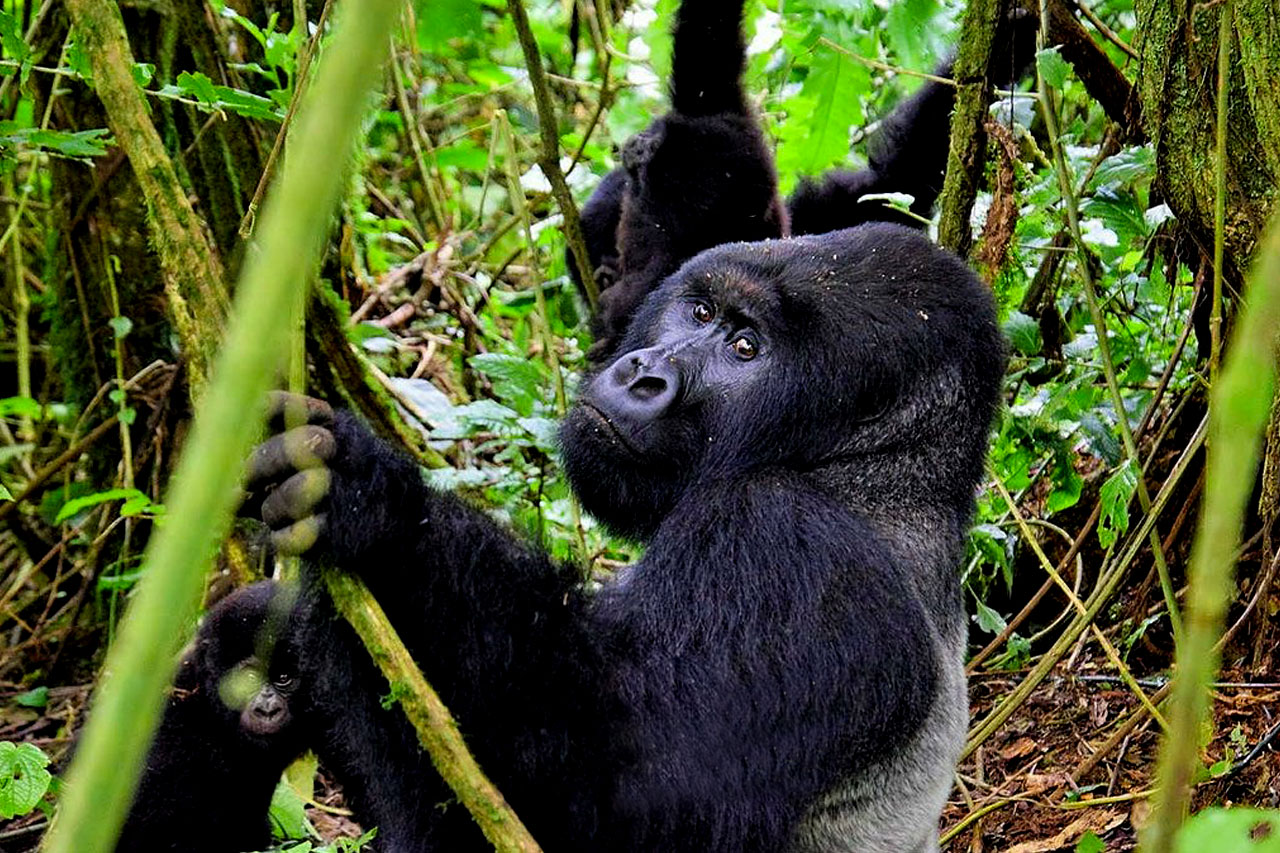 mountain-gorilla-trekking-in-democratic-republic-of-congo
