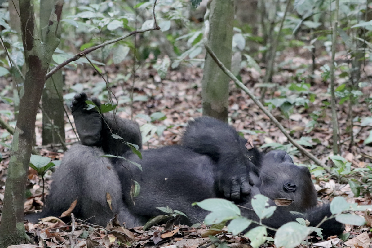 napping-silverback-gorilla-tracking-gabon